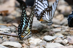 Graphium chironides