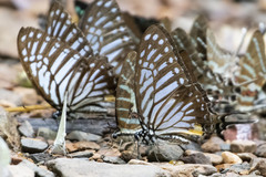Graphium xenocles