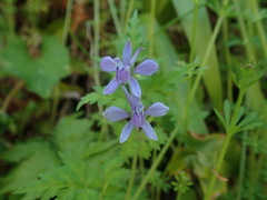 Delphinium anthriscifolium