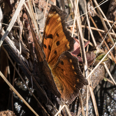 Polygonia progne