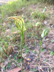 Pterostylis acuminata
