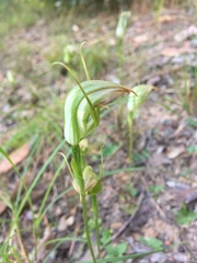 Pterostylis acuminata