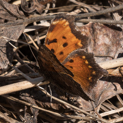 Polygonia progne