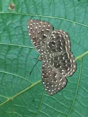 Napaea eucharila