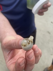 Molgula manhattensis