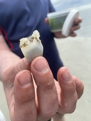 Molgula manhattensis