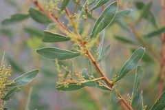 Acacia amoena