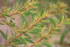 Acacia amoena
