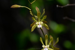 Encyclia belizensis