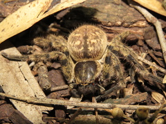 Polybetes pythagoricus