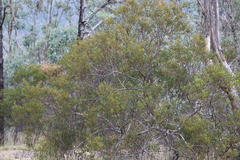 Acacia amoena