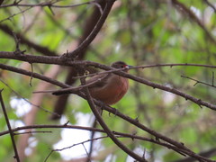 Lagonosticta rubricata