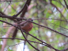 Lagonosticta rubricata