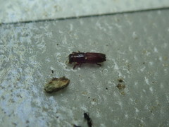 Platypus quercivorus