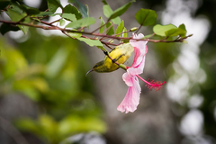 Cinnyris venustus falkensteini