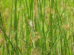 Sporophila telasco