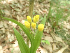 Cephalanthera falcata