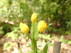 Cephalanthera falcata
