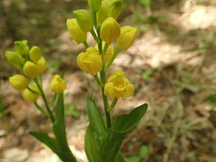 Cephalanthera falcata