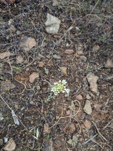 Image of Allium tuolumnense by no rights reserved