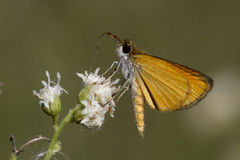 Ancyloxypha nitedula