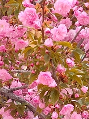 Prunus serrulata