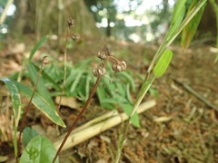 Pyrola japonica