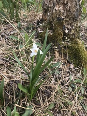 Leucojum