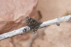 Hesperopsis alpheus