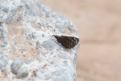 Hesperopsis alpheus