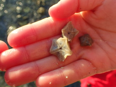 Aquilonastra