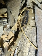 Centruroides vittatus