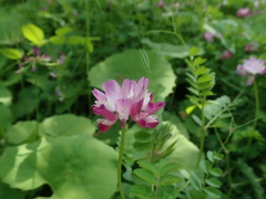 Astragalus sinicus
