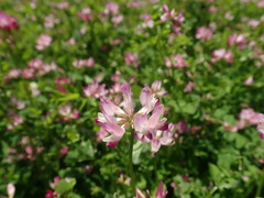 Astragalus sinicus