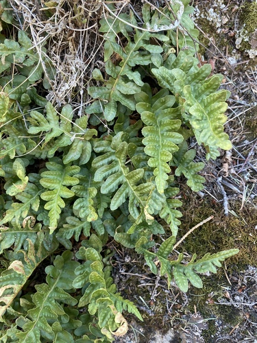 Polypodium sibiricum iNat (1)