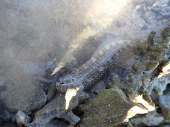 Istiblennius edentulus