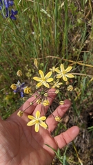 Triteleia ixioides
