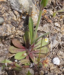Silene conica