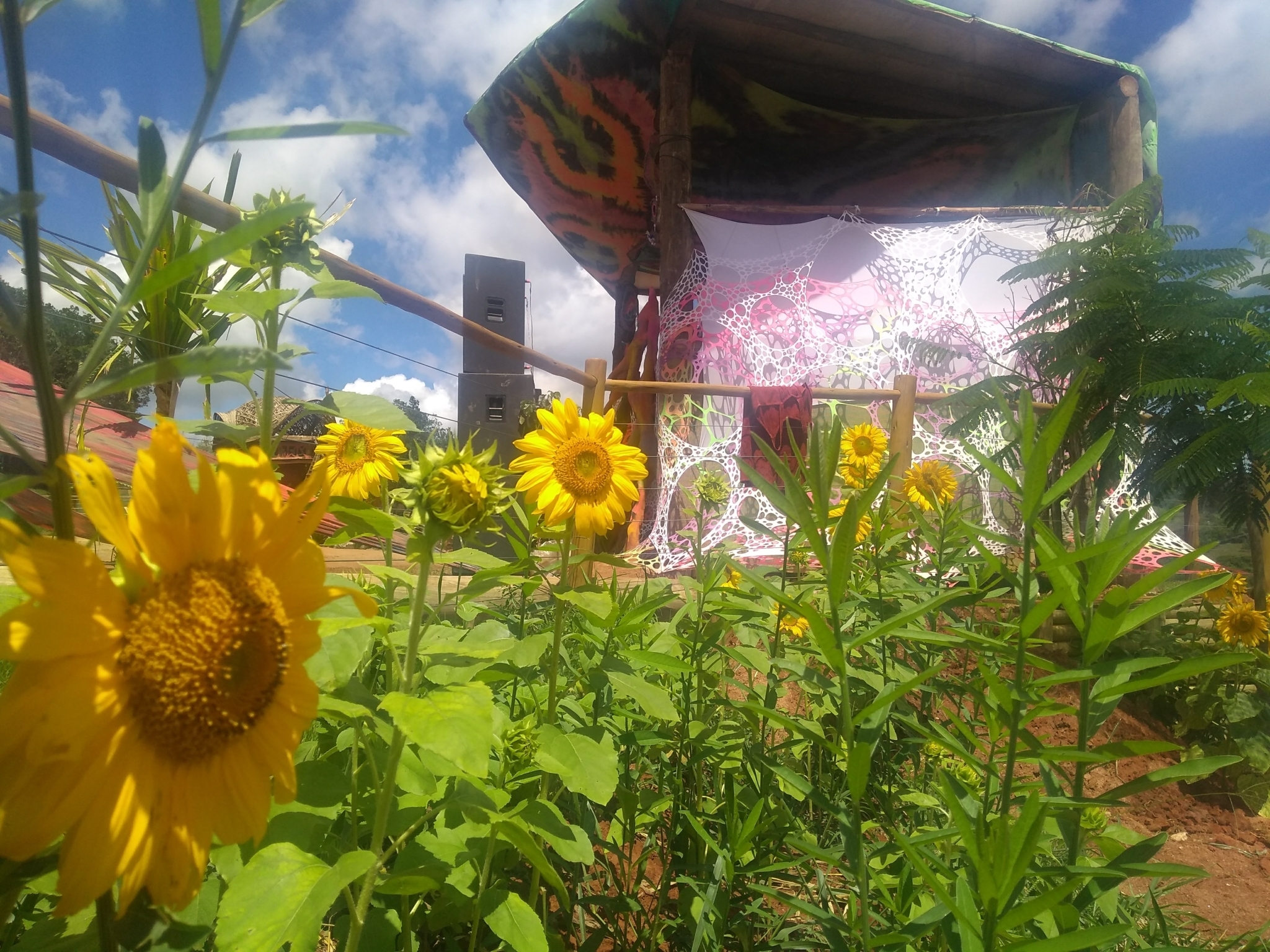 Helianthus annuus