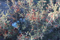 Condalia microphylla