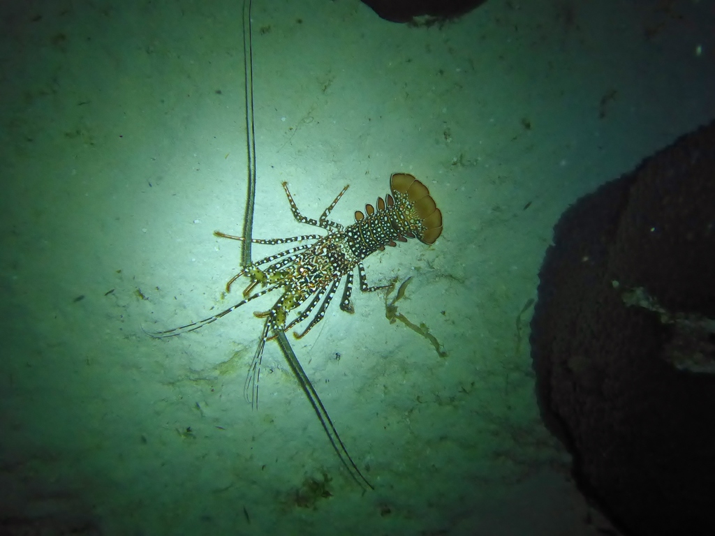 Spotted Spiny Lobster