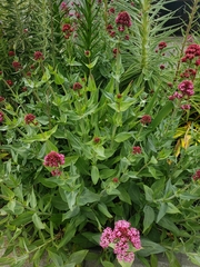 Centranthus ruber