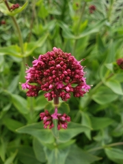 Centranthus ruber