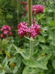 Centranthus ruber