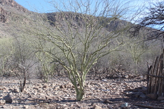 Parkinsonia praecox