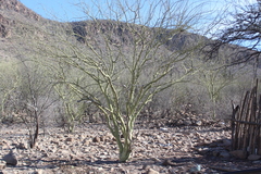 Parkinsonia praecox