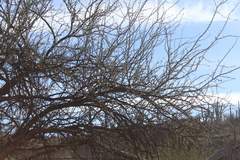 Parkinsonia praecox