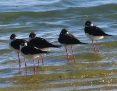 Himantopus mexicanus mexicanus