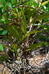Encyclia belizensis