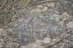 Astragalus tridactylicus